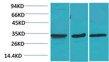 CACNG3 Polyclonal Antibody