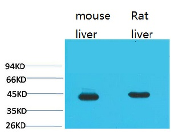 HAO1 Monoclonal Antibody(Mix)