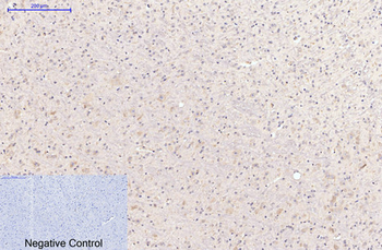 Caspase-8 Monoclonal Antibody(2G12)