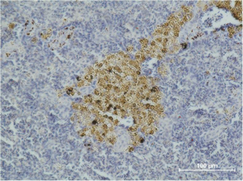 Caspase-8 Monoclonal Antibody(2G12)