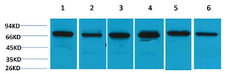 HSC 70 Polyclonal Antibody