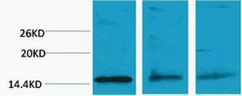 Histone H3 (Di Methyl Lys79) Polyclonal Antibody