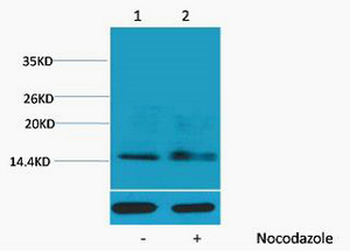 Histone H1 (Phospho Ser1) Polyclonal Antibody