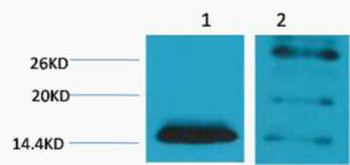 Histone H2B (Di Methyl Lys5) Polyclonal Antibody