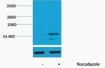 Histone H3 (Phospho Ser28) Polyclonal Antibody
