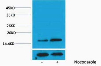 Histone H3 (Phospho Thr3) Polyclonal Antibody