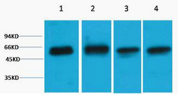 Akt3 Polyclonal Antibody