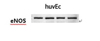 eNOS Monoclonal Antibody(Mix)