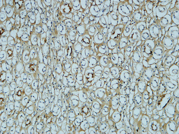 Fibronectin Monoclonal Antibody(M9)