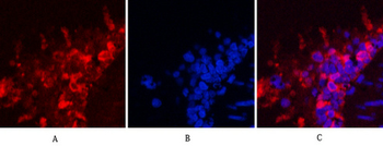 HSP90β Monoclonal Antibody(M2)