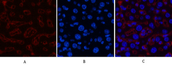 Collagen III Monoclonal Antibody(Q76)