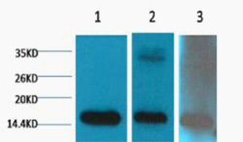 Histone H3 (Di Methyl Lys79) Monoclonal Antibody(3G6)