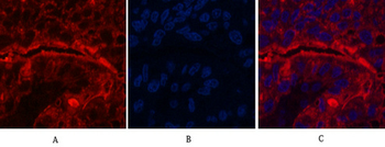 CD15 Monoclonal Antibody(Q89)