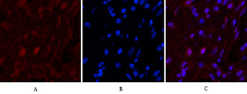 Caspase 9 Monoclonal Antibody(3-20)
