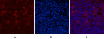 CD68 Monoclonal Antibody(6F3)