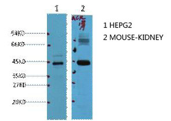 AMACR Monoclonal Antibody(4A12)