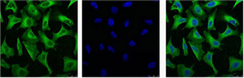 EGFR Monoclonal Antibody(1B10)