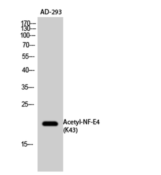 NF-E4 (Acetyl Lys43) Polyclonal Antibody