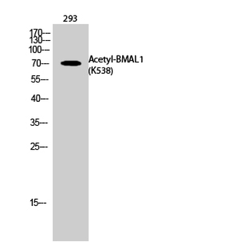 BMAL1 (Acetyl Lys538) Polyclonal Antibody