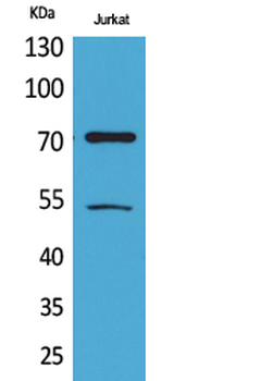 Ku-70 (Acetyl Lys539) Polyclonal Antibody