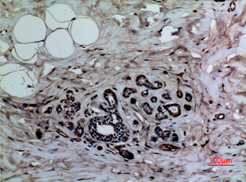 Histone H3 (Mono Methyl Lys37) Polyclonal Antibody