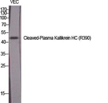 Cleaved-Plasma Kallikrein HC (R390) Polyclonal Antibody