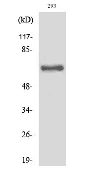 Cleaved-ITI-H2 (D702) Polyclonal Antibody