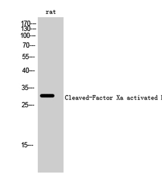 Cleaved-Factor Xa activated HC (I235) Polyclonal Antibody
