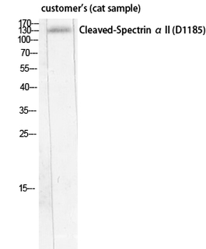 Cleaved-Spectrin α II (D1185) Polyclonal Antibody