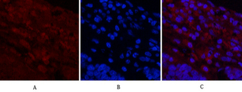 Cleaved-Notch 1 (V1754) Polyclonal Antibody