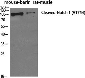 Cleaved-Notch 1 (V1754) Polyclonal Antibody