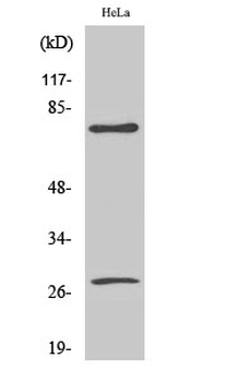 Cleaved-Lamin A (D230) Polyclonal Antibody