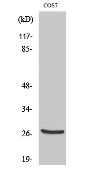 Cleaved-Cathepsin Z (L62) Polyclonal Antibody