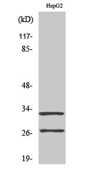 Cleaved-Cathepsin G (I21) Polyclonal Antibody