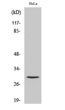 Cleaved-Cathepsin L1 HC (T288) Polyclonal Antibody
