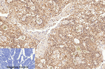 Caspase-7 Polyclonal Antibody