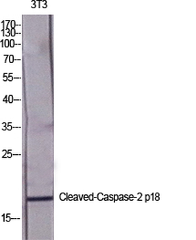 Cleaved-Caspase-2 p18 (G170) Polyclonal Antibody