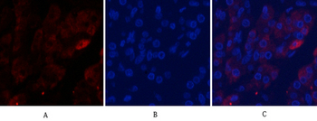 Cleaved-Caspase-9 (D353) Polyclonal Antibody
