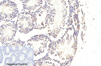 Cleaved-Caspase-9 (D353) Polyclonal Antibody