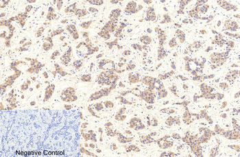 Cleaved-Caspase-9 (D353) Polyclonal Antibody