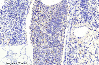 Cleaved-Caspase-9 (D353) Polyclonal Antibody