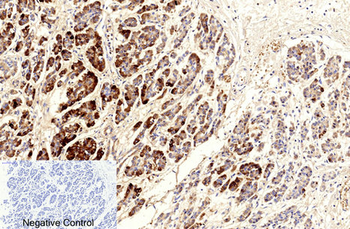 Cleaved-Caspase-9 (D353) Polyclonal Antibody