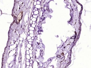 C4orf27 Polyclonal Antibody