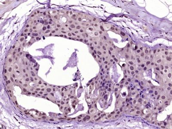 C4orf27 Polyclonal Antibody