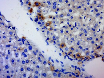 C3orf15 Polyclonal Antibody