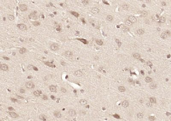C3orf24 Polyclonal Antibody