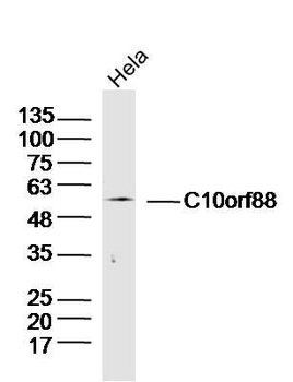 C10orf88 Polyclonal Antibody