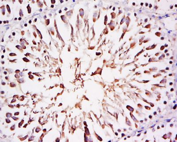 FAM29A Polyclonal Antibody