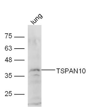 TSPAN10 Polyclonal Antibody