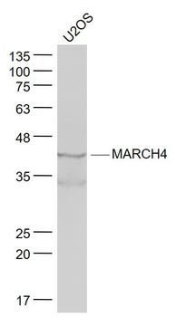 MARCH4 Polyclonal Antibody